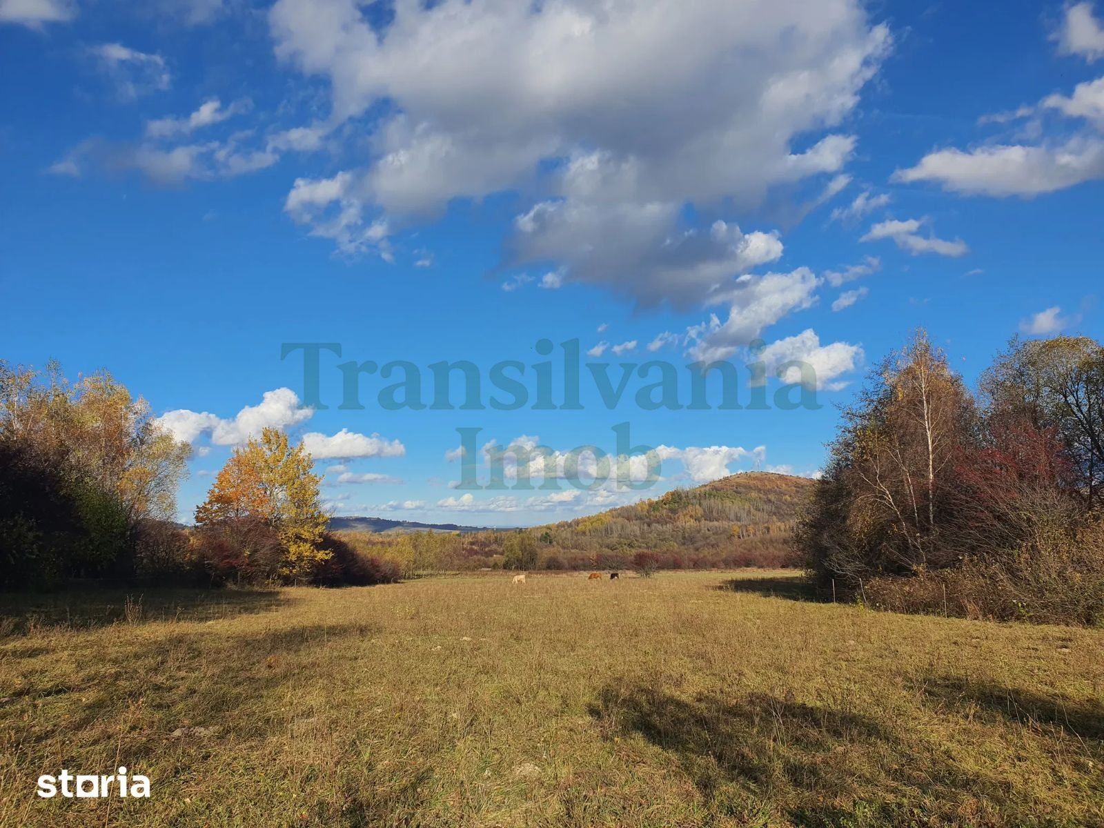 Teren 9.000 mp Bran – Tohănița | Intravilan | Deschidere 60 m | Vedere Panoramică la Munți miniatura 2